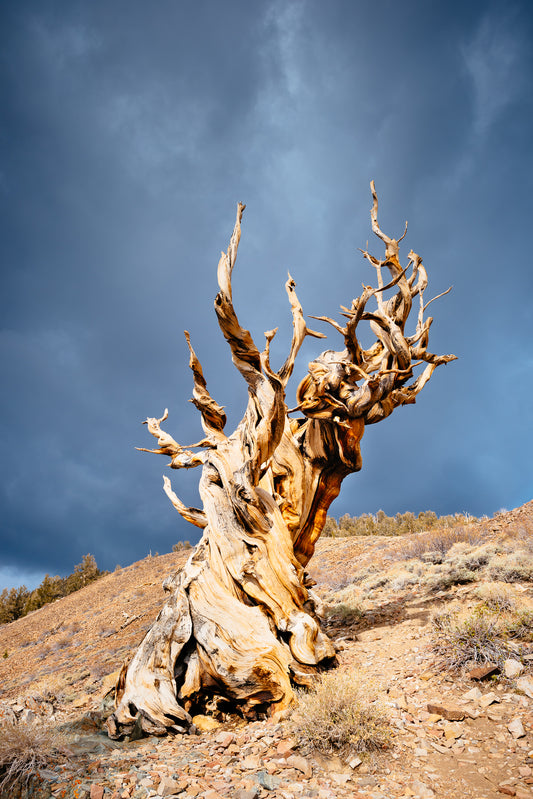 Ancient Bristlecone Pine